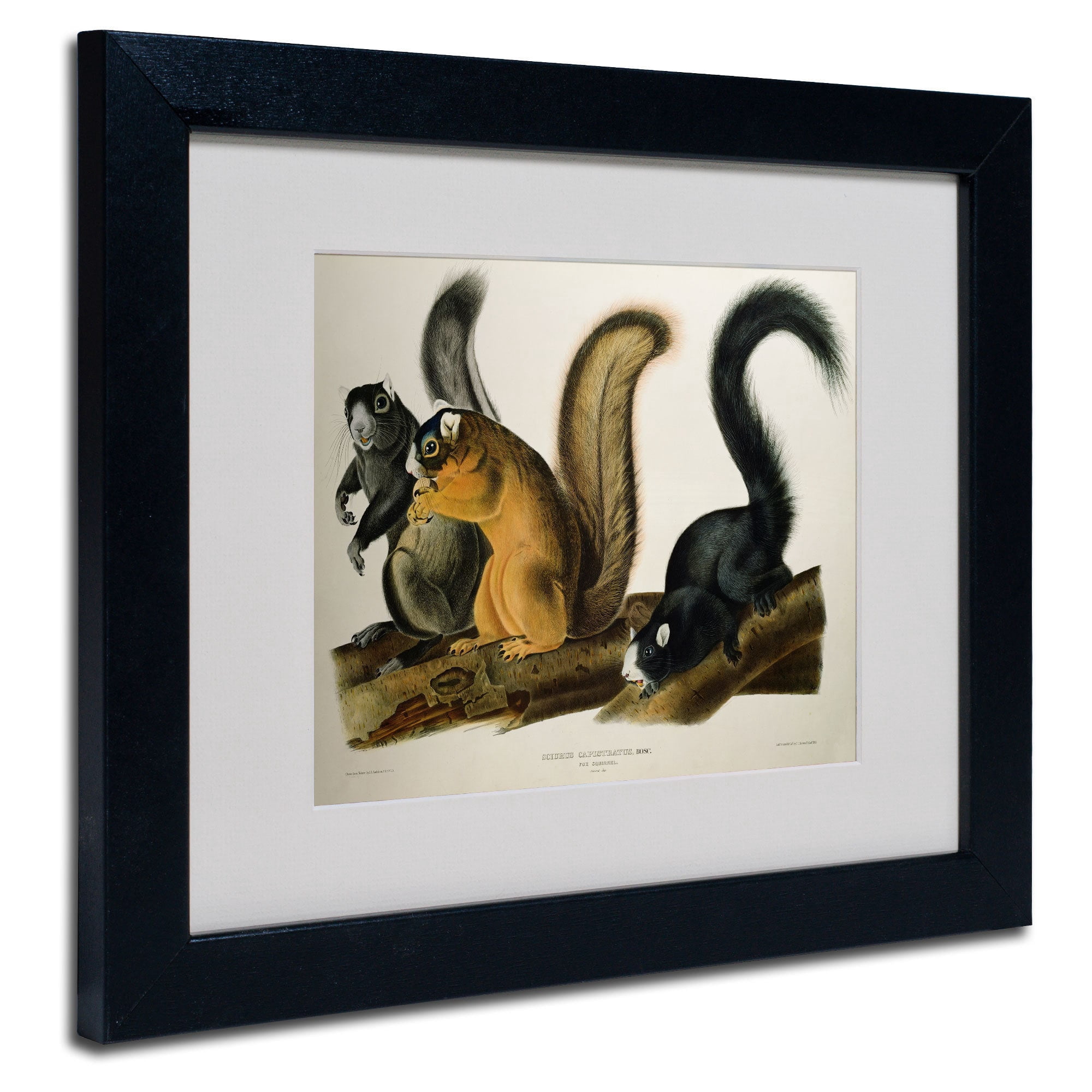 Trademark Fine Art "Fox Squirrel" Canvas Art by John James Audubon, Wood Frame