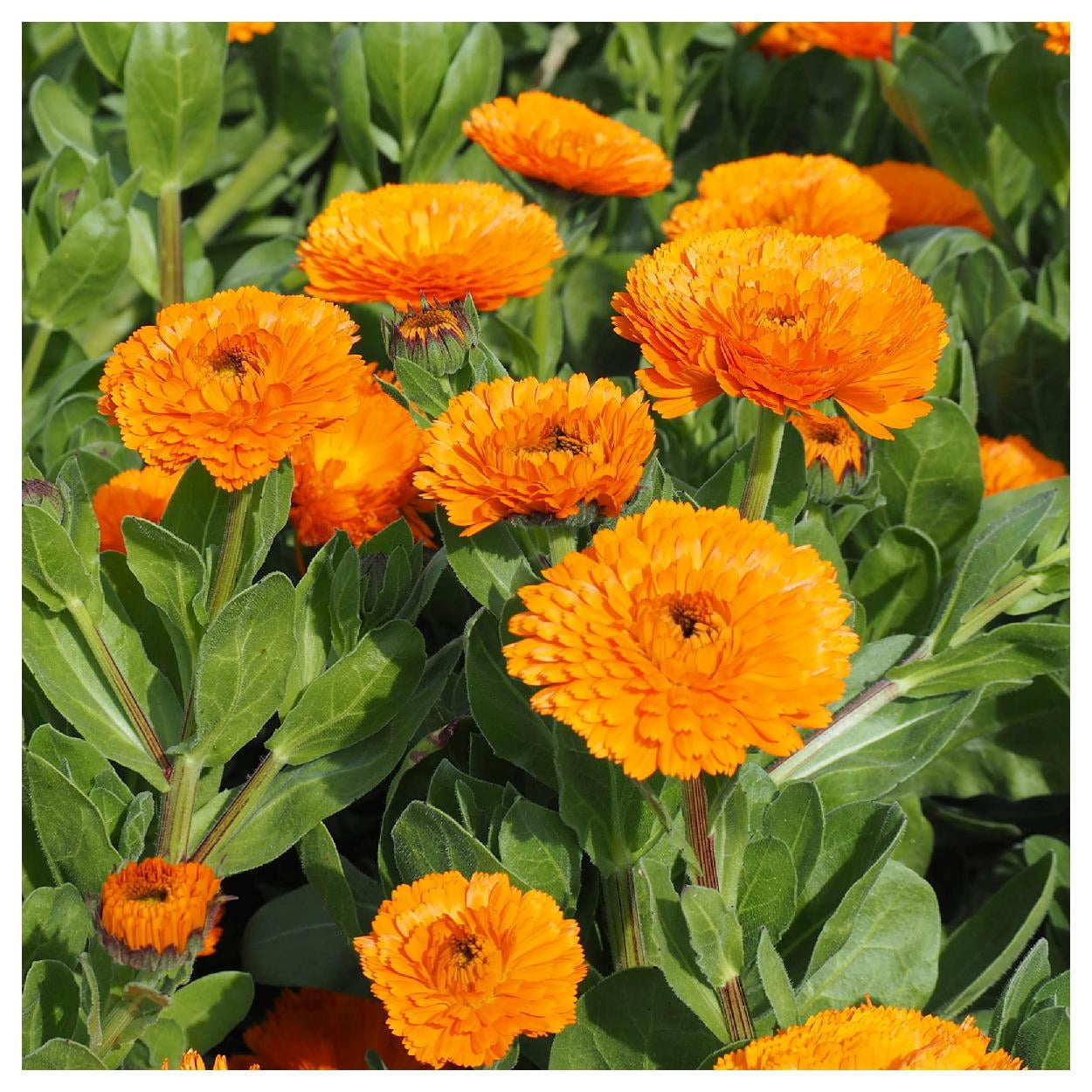 Everwilde Farms - 1 lb Balls Orange Calendula Garden Flower Seeds - Gold Vault Bulk Seed Packet