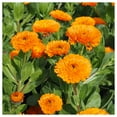 thumbnail image 2 of Everwilde Farms - 1 oz Balls Orange Calendula Garden Flower Seeds - Gold Vault Bulk Seed Packet, 2 of 3