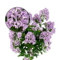 thumbnail image 2 of LUSH Estate™ Purple Crape Myrtle Tree - Lifelike Artificial Indoor and Outdoor Flower Tree - UV Resistant - 36 in High, 2 of 6