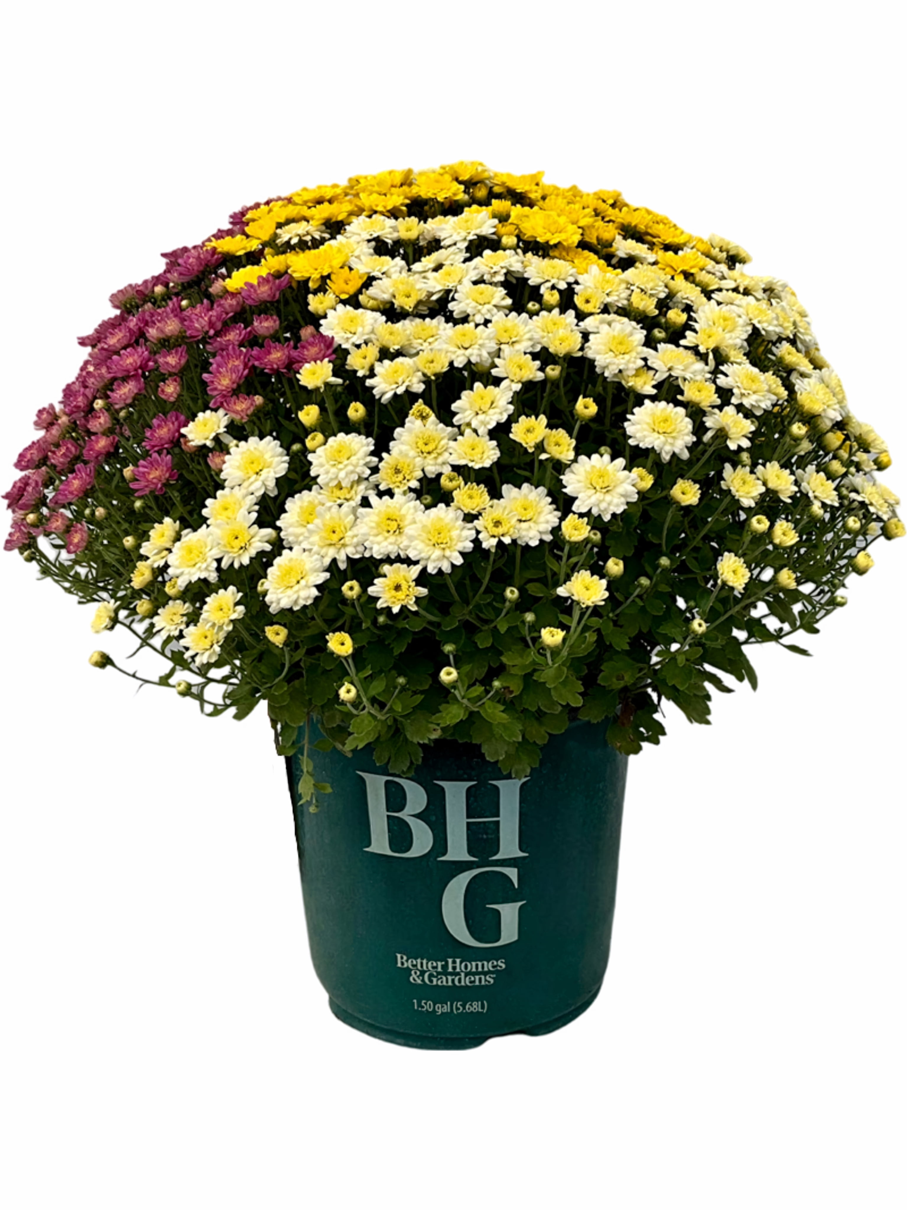 Better Homes & Gardens 1.5G Tricolor Mum Live Plant in Grower Pot