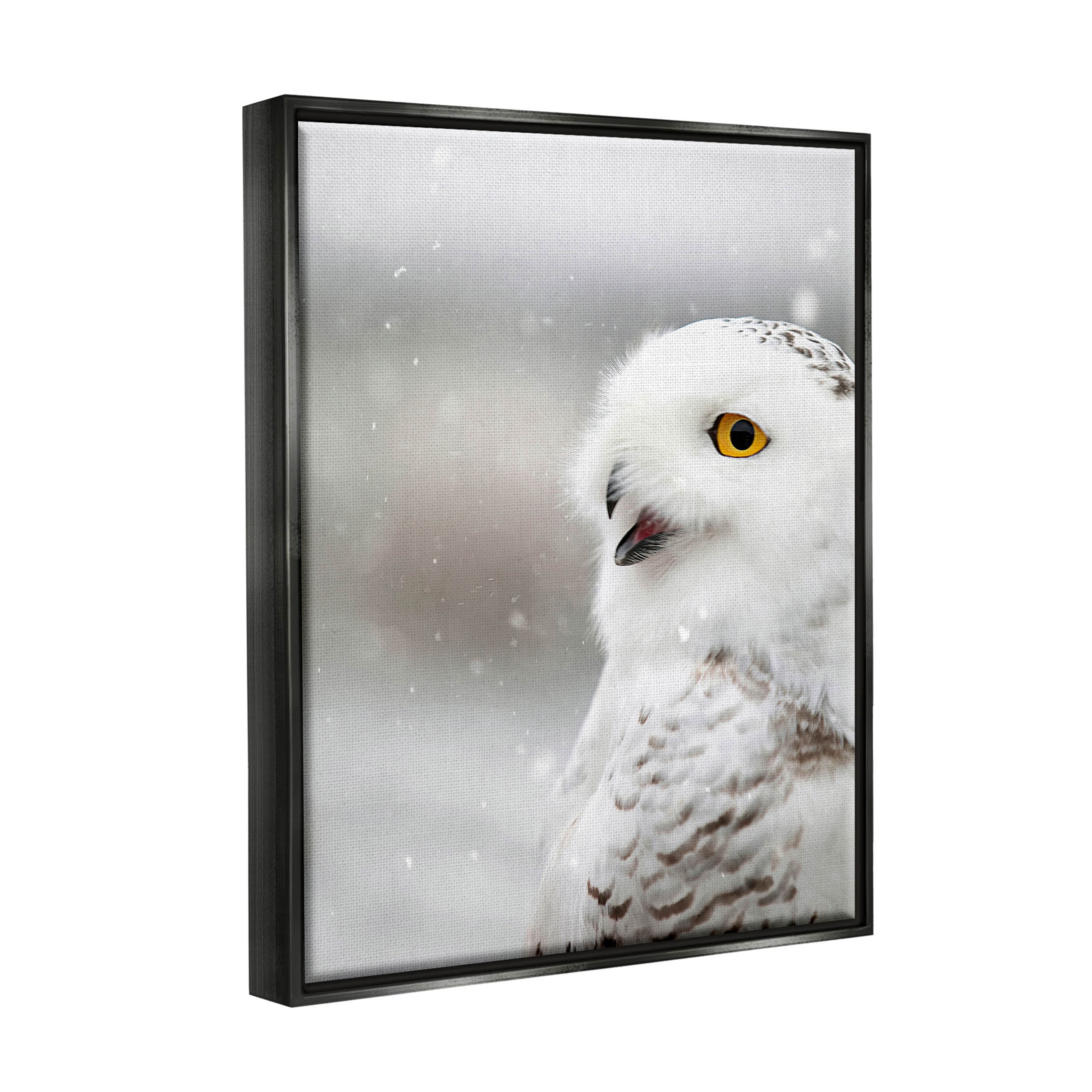 Stupell Industries Snowy Owl Winter Gaze Photograph Jet Black Floating Framed Canvas Print Wall Art, Design by Carrie Ann Grippo-Pike