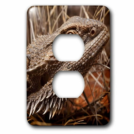 3dRose Australia, Central Bearded Dragon lizard, outback-AU01 PSO0064 - Paul Souders - 2 Plug Outlet Cover (lsp_73147_6)