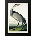 thumbnail image 2 of Audubon, John James 18x24 Black Modern Framed Museum Art Print Titled - Hooping Crane, 2 of 5