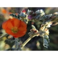 thumbnail image 3 of Popcorn 14x12 Black Modern Framed Museum Art Print Titled - Wildflowers XXI, 3 of 5