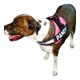 thumbnail image 2 of Arnes Para Perros Razas Grandes Personalizados Uso Rudo, 2 of 4