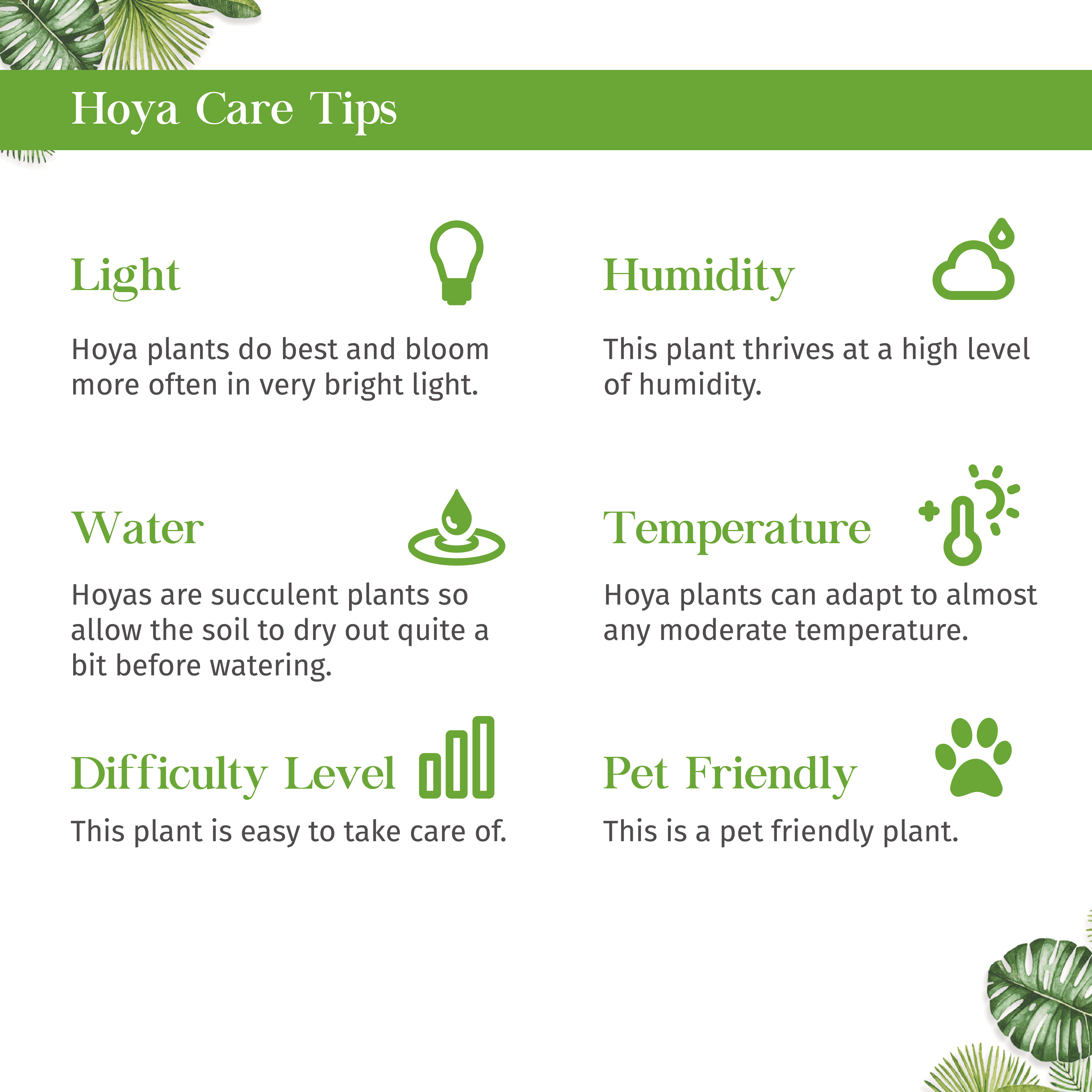 Hoya Crassipetiolata Live Plant for Indoor | Different Houseplants in 4'' & 6'' Pot | Real House Plant for Living Room, Office, Desk & Bathroom | Hoya crassipetiolata