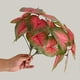 thumbnail image 5 of Artificial Green Plant Easy Care Realistic Not Wither Heart Shape Simulation Green Leaf Home Supplies, 5 of 5