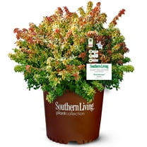Southern Living Kaleidoscope Abelia Live Shrub in 1.5-Gallon Grower Pot