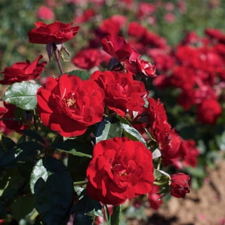 Van Zyverden Roses Mister Lincoln Set of 3 Plant Roots Red Partial