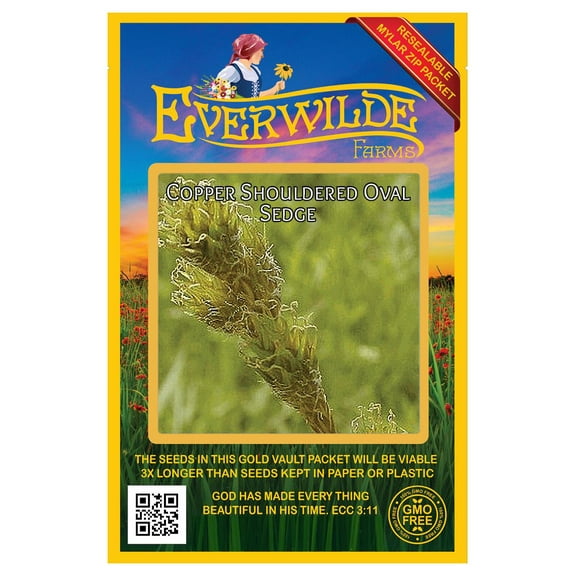 Everwilde Farms - 500 Copper Oval Sedge Native Grass Seeds - Gold Vault Seed Packet