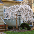 thumbnail image 4 of Weeping Yoshino Cherry Tree – Graceful Cascading Branches, Soft Pink Spring Blossoms, Ornamental Flowering Tree, Zones 5–8, 4 of 6