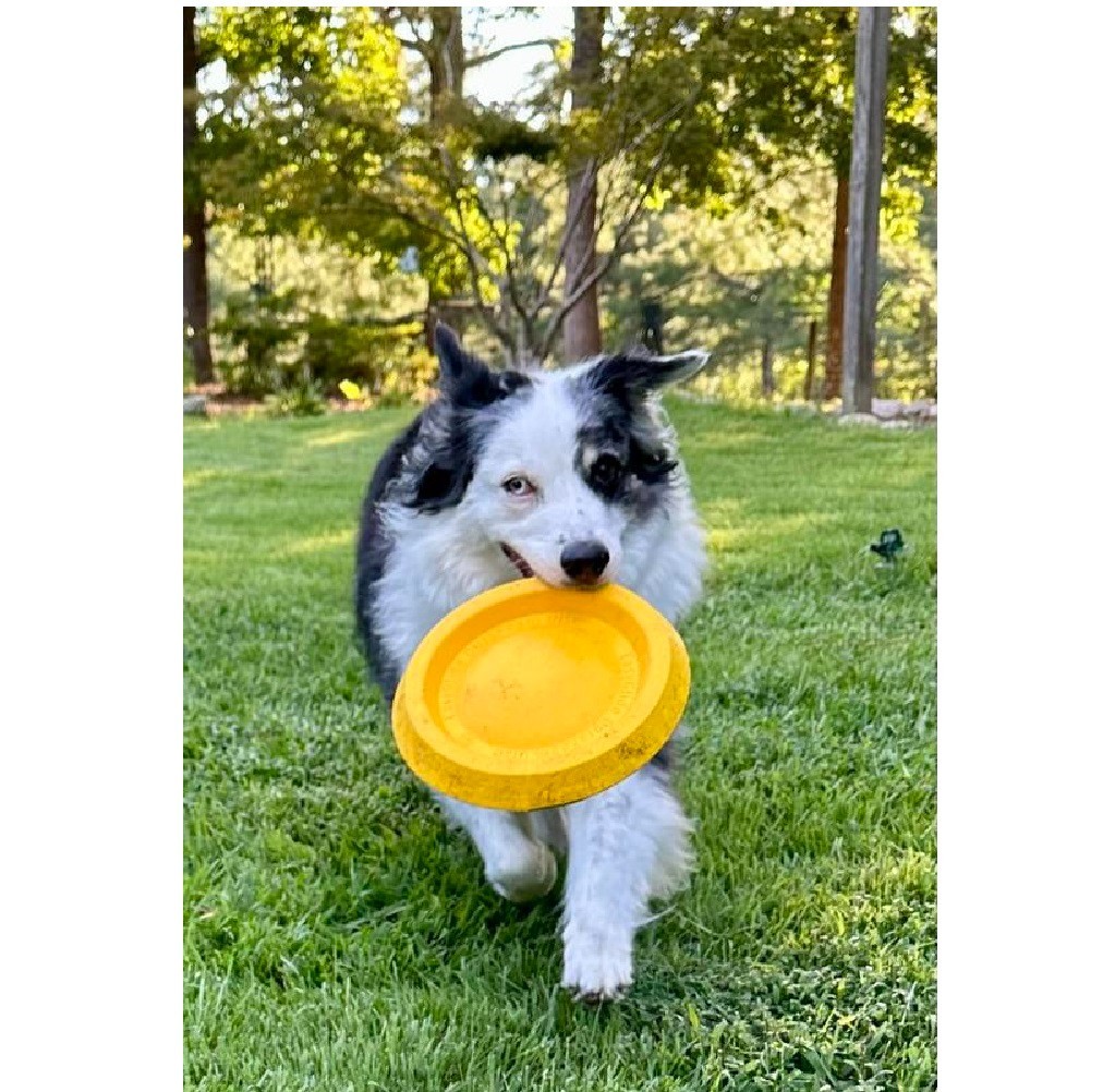 Dog Jump Catch and Fetch Toys Floating Interactive Foam Flyer Glider Disc FUN! (9 inch Yellow)