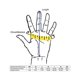 thumbnail image 3 of Guantes de apicultura: 1 par de guantes de apicultura, piel de cabra suave y duradera superior, guantes protectores con mangas largas de malla para apicultores profesionales (gris) JAMW Sencillez, 3 of 5