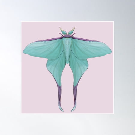 Chinese Moon Moth (Female) Poster Wall Art, Modern Wall Decor, 16x16 UNFRAMED