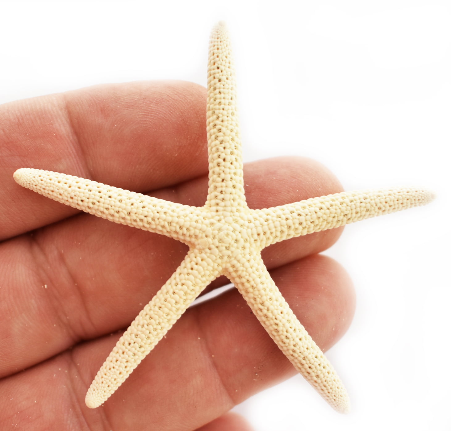 Starfish and Sand Dollars 8 pcs Sea Life Sampler: Sea Urchin Beach Decor Art