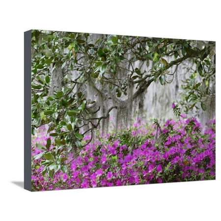 Azaleas and Live Oak Trees Draped in Spanish Moss, Middleton Place Plantation, South Carolina, USA Stretched Canvas Print Wall Art By Adam (Best Affordable Place To Live In Usa)