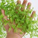 thumbnail image 5 of Simulation Willows Leaf Rattan Plants Plastic Leaf Fake Flower Indoor Living Room Wall Hanging Ceiling Dangling Green Decorative Weeping Willows, 5 of 6