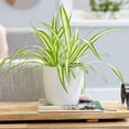 thumbnail image 4 of American Plant Exchange Spider Plant, 6-Inch Pot, Easy Care Pet Safe Air Purifying Indoor Houseplant for Home and Office Decor, 4 of 6