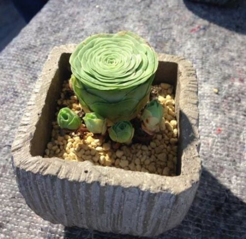 50PCS RARE succulent cactus   living stones sert rock seed A+ 