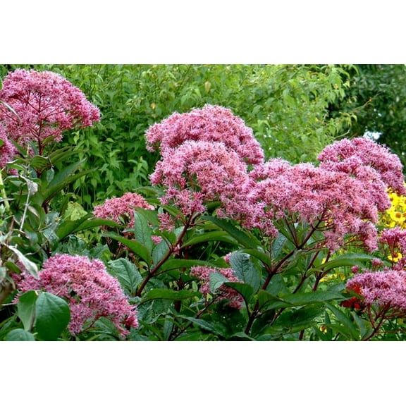 50 Pink JOE PYE WEED Eupatorium Maculatum Flower Seeds