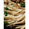 thumbnail image 3 of 210 Seeds| Early Harris Model Parsnip Seeds, - Authentic Seeds ~ GMO Free ~ Seeds~Flower seeds~Vegetable seeds~Asian Garden~Herbs B5G1 #7033, 3 of 5