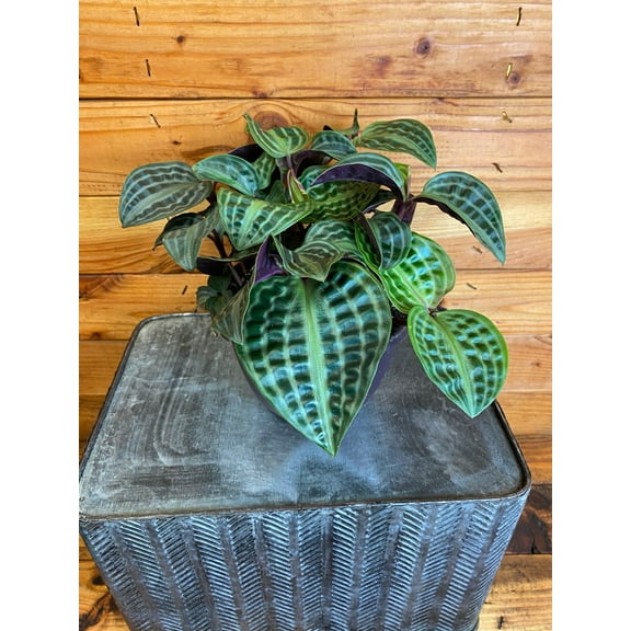 Geogenanthus Poeppigii, 6" Plant