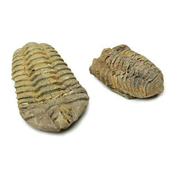 Flexicalymene Trilobite Fossil 2-4" | 1 Piece
