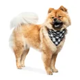 thumbnail image 1 of Collection Xiix Buffalo Plaid Pet Bandanas, Black, 1 of 1
