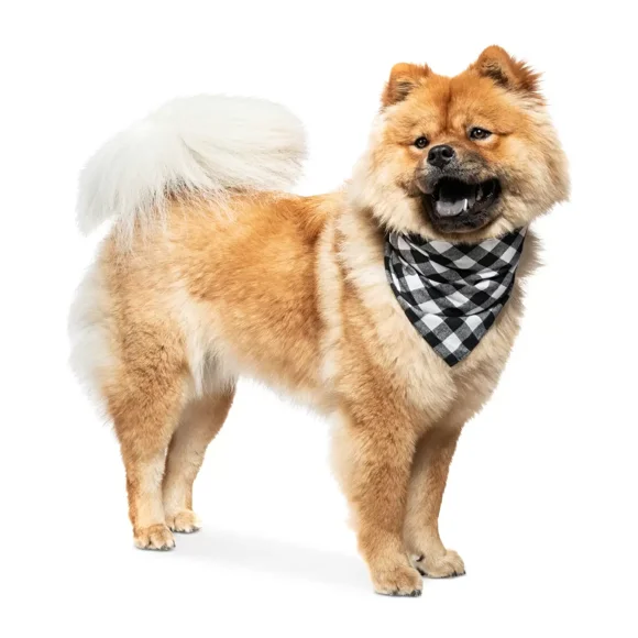 Collection Xiix Buffalo Plaid Pet Bandanas, Black