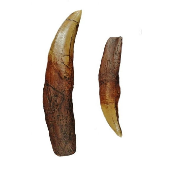 Tyrannosaurus Rex - T-Rex - Tooth w/ Root Replica - 7.25"