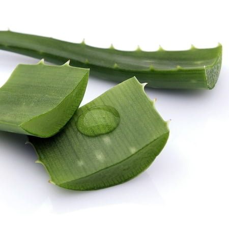 Aloe Vera - Medicine Plant - Burn Plant-Miracle Plant-Natural Healer-4