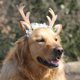 thumbnail image 3 of Tocado navideño para mascotas (2024), sombrero para perro y gato, con cuerno de ciervo, adornos festivos, cuernos de terciopelo anticaída, tocados con estilo., 3 of 8