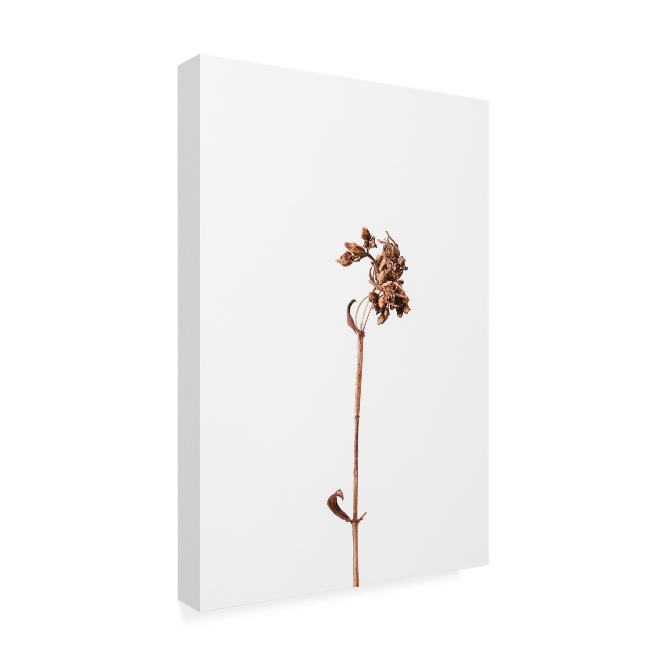 Trademark Fine Art Pictufy Studio Dried Brown Plant 2 Canvas Wall Art