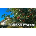 thumbnail image 2 of Simpson Stopper | 30 Live Plants | Myrcianthes fragrans | Native Evergreen Shrub | Ornamental Landscape Plants for Privacy & Wildlife Habitat, 2 of 6