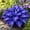 Mix-B, variant on `Hosta Flower Bulbs, Low Maintenance Perennial Easy‑Grow, Suitable for Garden Beds, Borders, Pots and Planters`
