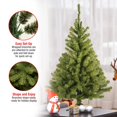 thumbnail image 4 of 3' Kincaid Spruce Tree, 4 of 4