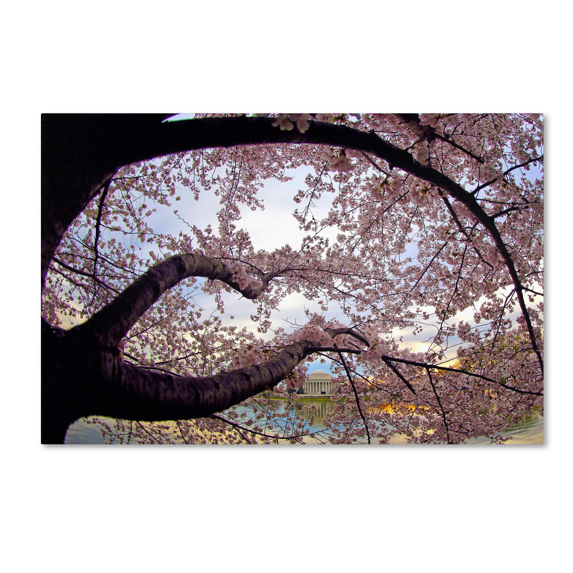 Trademark Fine Art "Cherry Blossoms 2014-1" Canvas Art by CATeyes