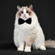 thumbnail image 3 of ? pajarita formal para perros medianos y grandes, 3 of 5