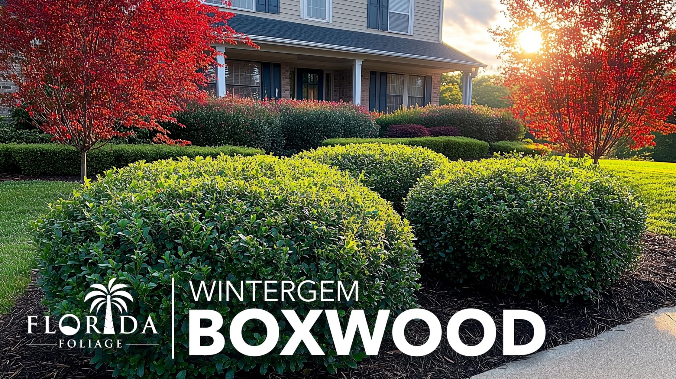 Winter Gem Boxwood 1 Large Gallon Size Plants Buxus