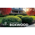 thumbnail image 3 of Winter Gem Boxwood  1 Large Gallon Size Plants  Buxus Microphylla Japonica  Fast Growing Cold Hardy Formal Evergreen Hedge Shrub, 3 of 9
