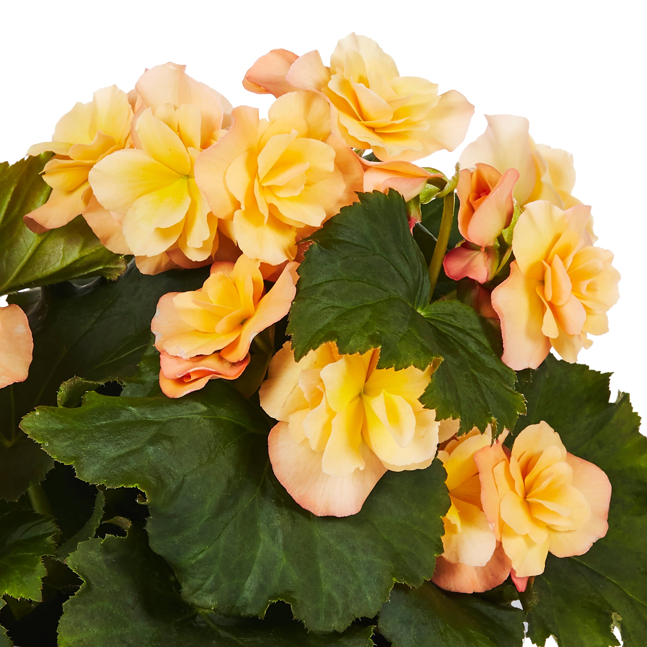 Better Homes & Gardens 2.5QT Multicolor Begonia Live Plants with Grower Pot
