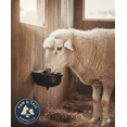 thumbnail image 3 of Bear Bear Pet Tough Guy Heavy Duty Automatic Float Water 1.5 Gallons Livestock, 3 of 6