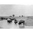 thumbnail image 2 of Buffalo At Water. A Herd Of Bison At A Lake In Yellowstone National Park. C1905 History (36 x 24), 2 of 2