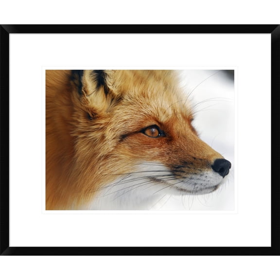 Global Gallery Alain Turgeon 'Red Fox' Framed Wall Art