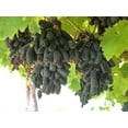 thumbnail image 5 of 5 *Seeds BLACK FINGER GRAPE Vitis Viniferia Fruit Vine Seeds, 5 of 9