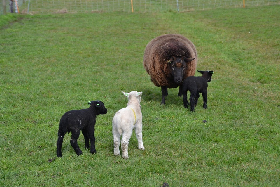 3 lambs. Овца с ягненком. Фермерские животные. Шерстяная ферма. Ферма шерсти.