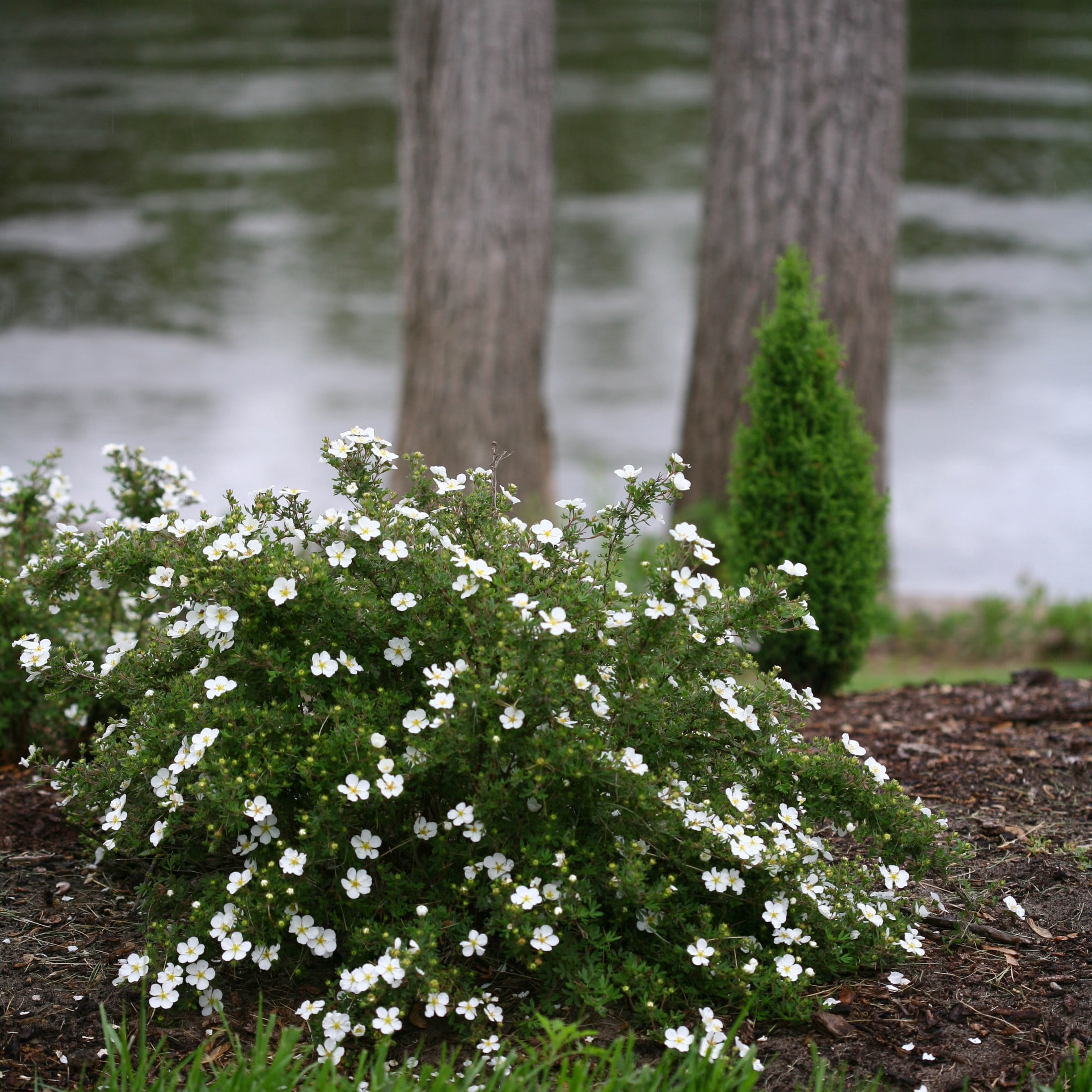 Proven Winners ColorChoice 5" Happy Face White Potentilla Live Plant in 4.5" Pot (4 Count)