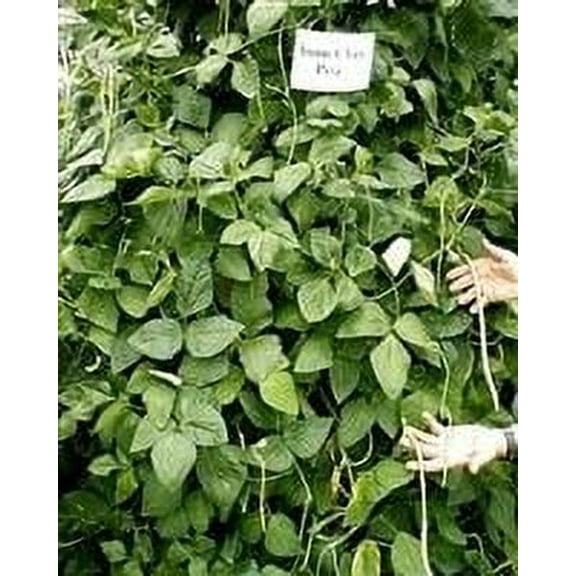 SeedRanch Iron & Clay Cowpeas - 10 Lbs.