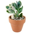 thumbnail image 3 of Kalanchoe Lavender Scallops (4"+ Clay Pot) - Bryophyllum fedtschenkoi - Tiny, Lovely, Easy to Care Succulent for Beginners - Live Healthy Succulent for Home Office, 3 of 7